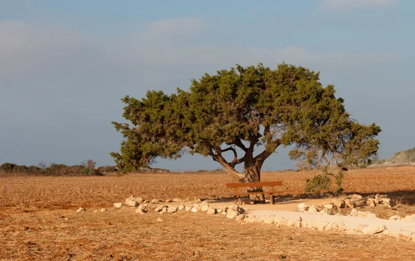 Cypress tree, Cyprus — Stockfoto