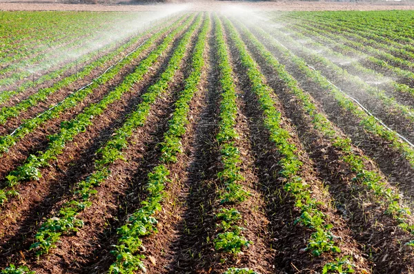 Aardappel veld landschap — Stockfoto