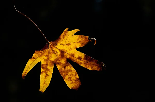 Hoja de otoño — Foto de Stock