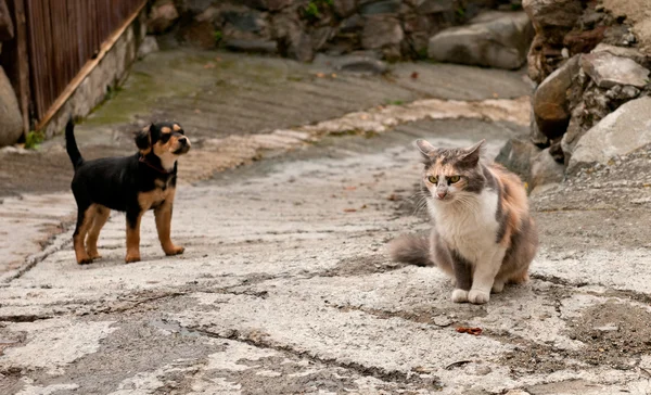 고양이 와견 — 스톡 사진