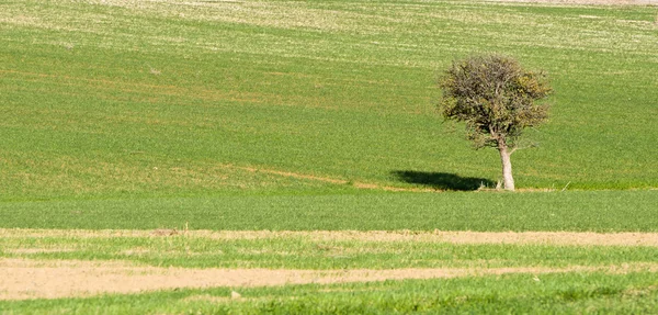 Αγροτικό τοπίο - μοναχικό δέντρο σε πράσινο φόντο — Φωτογραφία Αρχείου