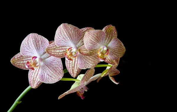 Flor de orquídea Phalaenopsis — Fotografia de Stock