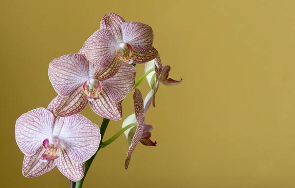 Flor de orquídea Phalaenopsis — Fotografia de Stock