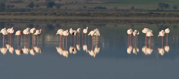 Flamingo vogels — Stockfoto