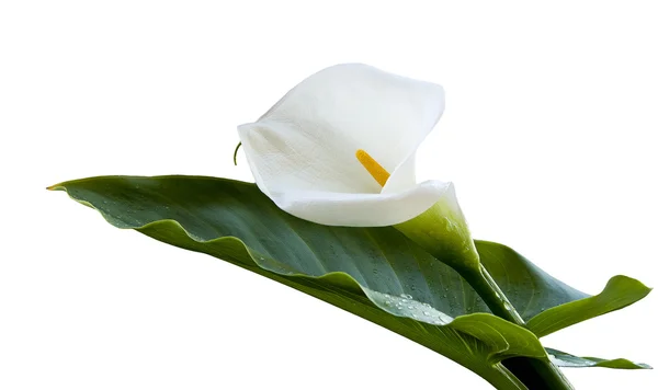Calla κρίνος λουλούδι — Φωτογραφία Αρχείου