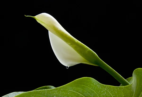 Witte calla lelie bloem. — Stockfoto