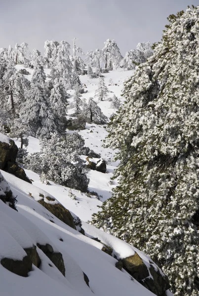 Winter Landscape — Stock Photo, Image