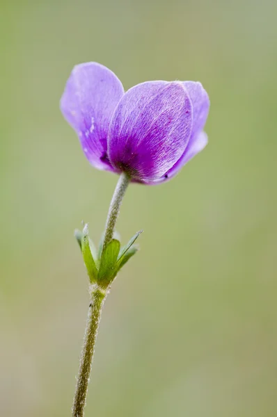 Single Anemone coronaria wild flower — Stock Photo, Image