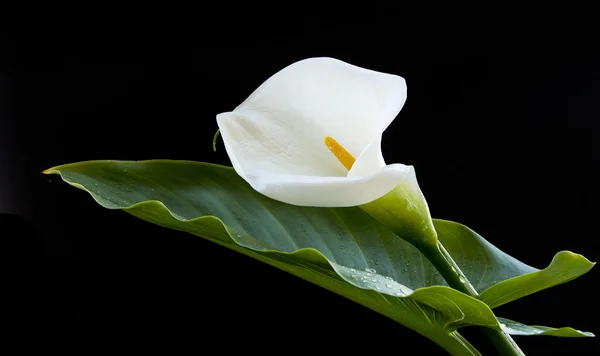 Calla lily çiçek