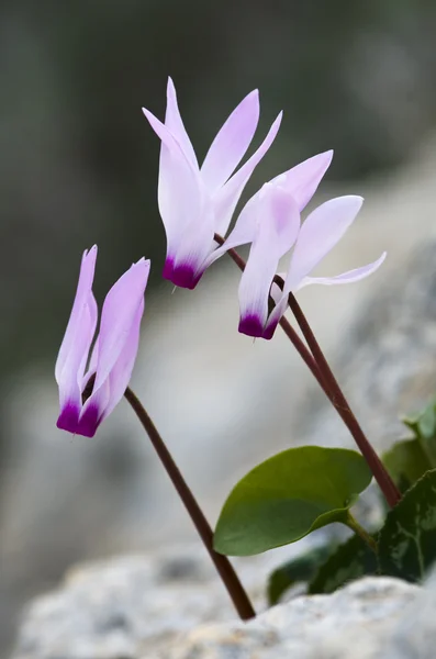 Cyclamen violet fleurs — Photo