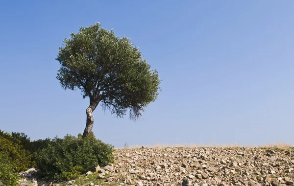 Zeytin ağacı — Stok fotoğraf