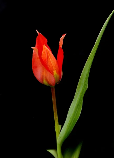 Red tulip flower — Stock Photo, Image