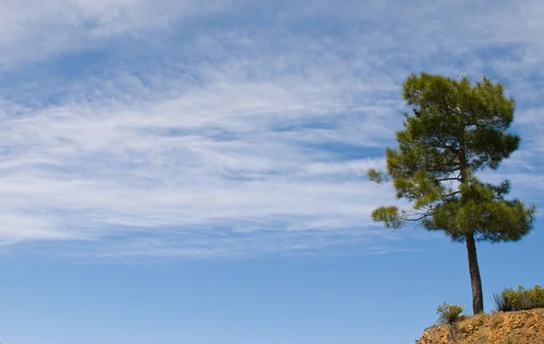 Árvore solitária e céu azul — Fotografia de Stock