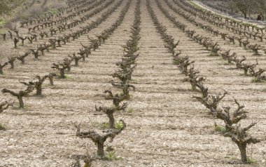 Vineyard Paphos Cyprus clipart