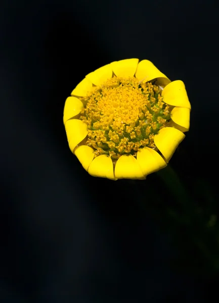 Marguerite jaune sur noir — Photo