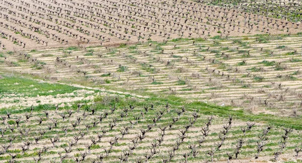 Vineyards, Paphos, Cyprus — Stock Photo, Image