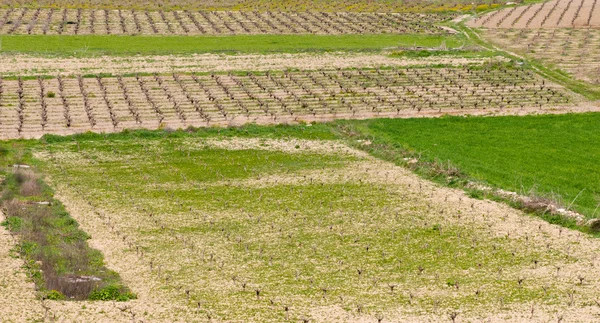 Vineyards, Paphos, Cyprus — Stock Photo, Image