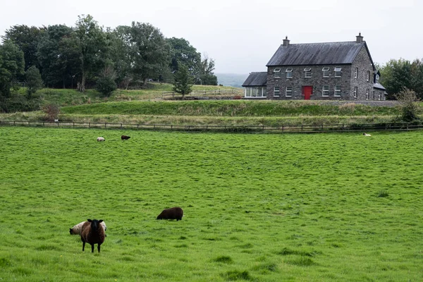 緑の芝生と国内のコート動物と典型的なアイルランドの農家。アイルランドヨーロッパ — ストック写真