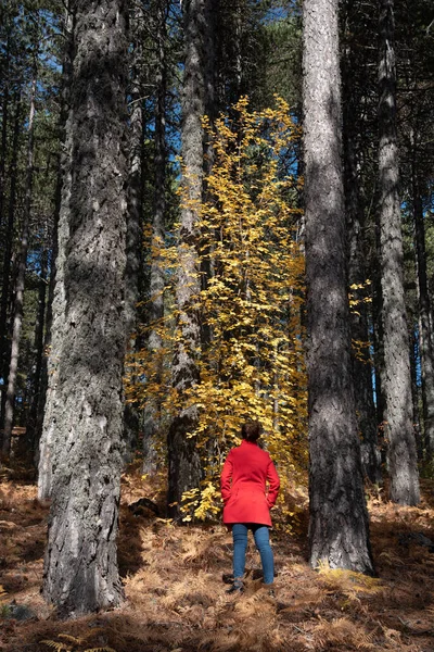 Giovane donna che cammina nella foresta in autunno. — Foto Stock