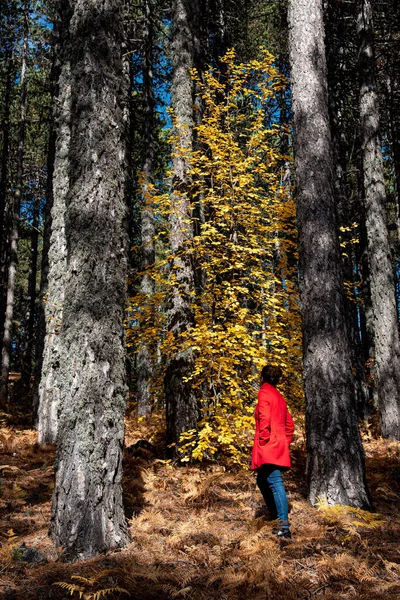 Mujer joven caminando en el bosque en otoño. —  Fotos de Stock