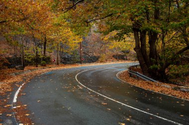 Orman manzarası, sarı ağaçlar ve sonbaharda boş kıvrımlı yollar.