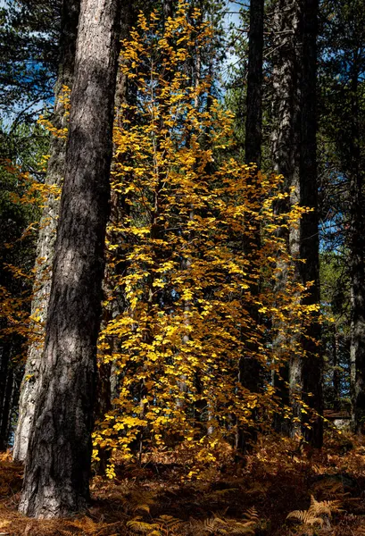 Клен с ярко-желтыми опадающими листьями осенью. — стоковое фото