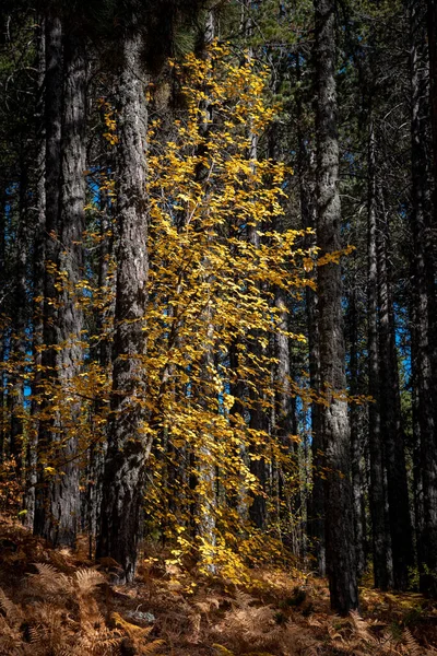 Клен с ярко-желтыми опадающими листьями осенью. — стоковое фото