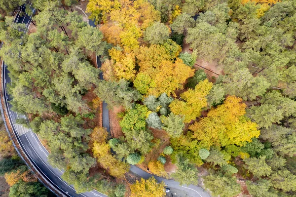 Aereo drone foresta paesaggio, alberi gialli e strada curva in autunno — Foto Stock