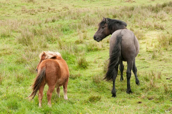 Brązowy kucyk i czarny koń na zielonym polu. Konie domowe w środowisku zewnętrznym — Zdjęcie stockowe