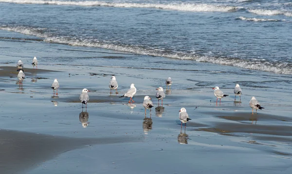 Seagull birds standing on the sandy beach in the sea. — Stock Photo, Image