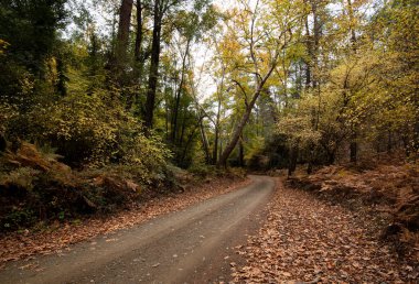 Sonbaharda ağaçlar ve yapraklarla dolu bir vadide boş bir yol. Mevsimlik manzara