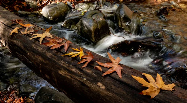 Río que fluye con hojas de arce en las rocas en la orilla del río en la temporada de otoño — Foto de Stock