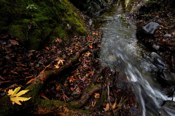 River flowing with maple leaves on the rocks on the riverside in autumn season — Stock Photo, Image