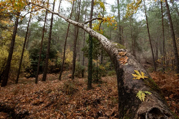 Foglie di colore giallo acero su un ramo d'albero in autunno. Stagione autunnale in una foresta — Foto Stock