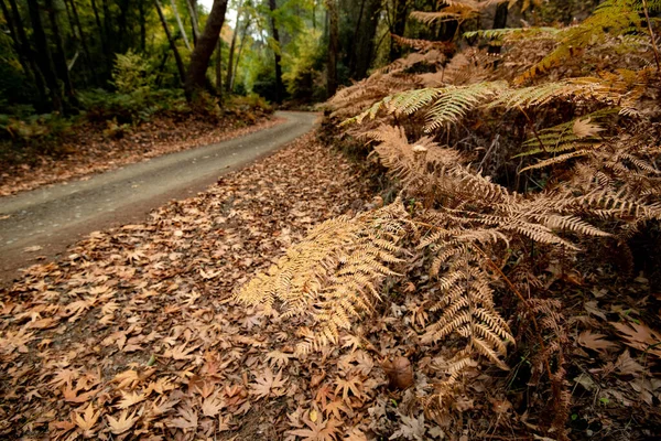Camino vacío en un valle en otoño con árboles y hojas. Paisaje estacional —  Fotos de Stock