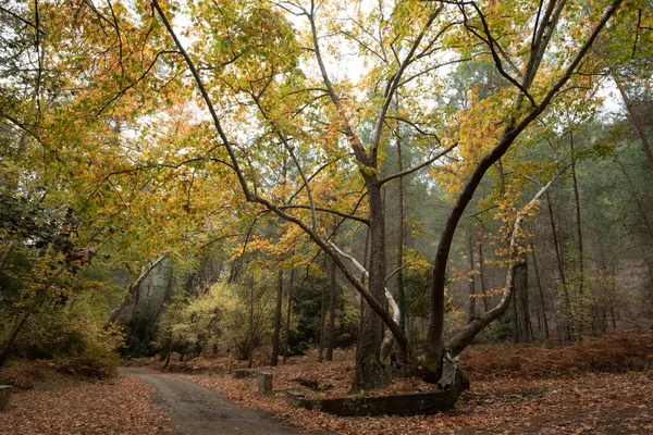 Maple tree with yellow leaves in autumn. Fall season in a valley — Stock Photo, Image