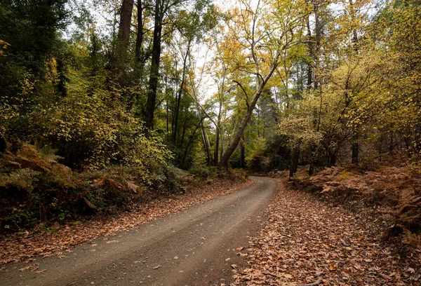 Camino vacío en un vallay en otoño con árboles y hojas. Paisaje estacional —  Fotos de Stock