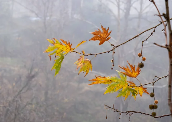 Folhas de bordo amarelas em uma árvore na névoa no outono. — Fotografia de Stock