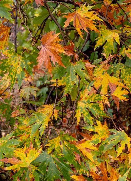 Φόντο της φύσης με φύλλα σφενδάμου φθινοπώρου. μοτίβα χλωρίδας, φθινοπωρινή εποχή — Φωτογραφία Αρχείου
