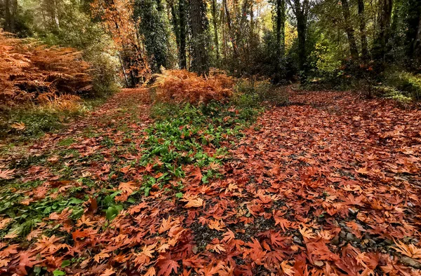 Las hojas caídas otoñales sobre la hierba en el bosque. hojas secas de estación follaje en el suelo —  Fotos de Stock