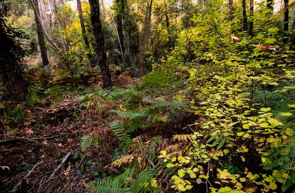 Las hojas de arce en una rama de árbol en otoño. Temporada de otoño en un bosque. —  Fotos de Stock