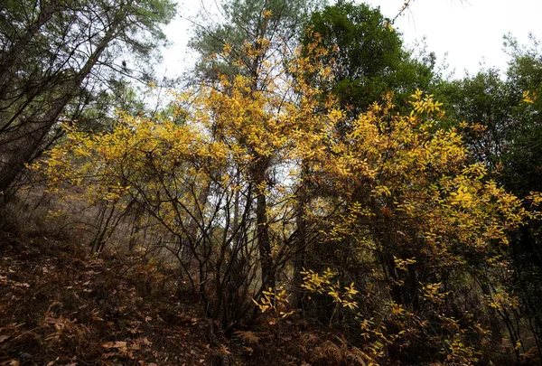 Φύλλα σφενδάμου σε ένα κλαδί δέντρου το φθινόπωρο. Φθινοπωρινή περίοδος σε δάσος. — Φωτογραφία Αρχείου