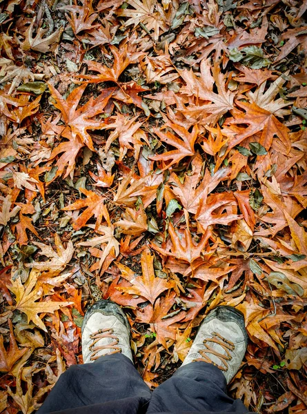 Osoba z pieszymi ubraniami i butami stojąca na jesiennych liściach. Trekking w przyrodzie jesień — Zdjęcie stockowe