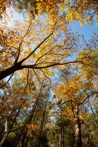 Ahornbaum mit gelben Blättern im Herbst in einem Wald. Blauer Himmel — Stockfoto