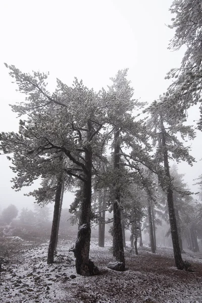 Téli erdő táj szárazföldi és fenyőfák borított hó. — Stock Fotó