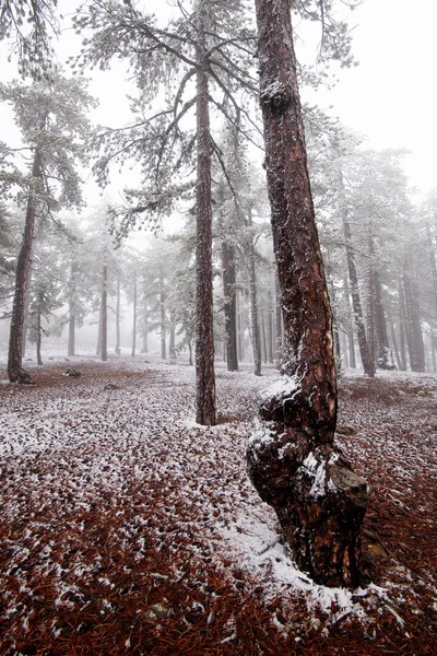 Zimní lesní krajina s půdou a borovicemi pokrytými sněhem. Zimní čas špatné počasí — Stock fotografie