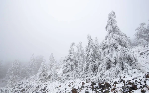 Zimní lesní krajina s půdou a borovicemi pokrytými sněhem. Troodos mountain Cyprus — Stock fotografie