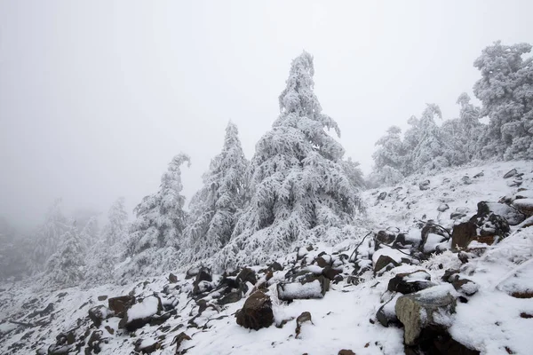 Paysage forestier hivernal avec des terres et des pins couverts de neige. Troodos montagne Chypre — Photo