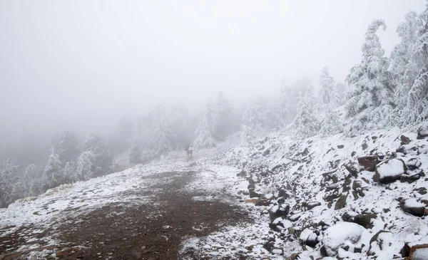 Winterbos landschap wandelpad met land en pijnbomen bedekt met sneeuw. — Stockfoto