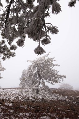 Kara ve karla kaplı donmuş çam ağacıyla kaplı kış ormanı manzarası.
